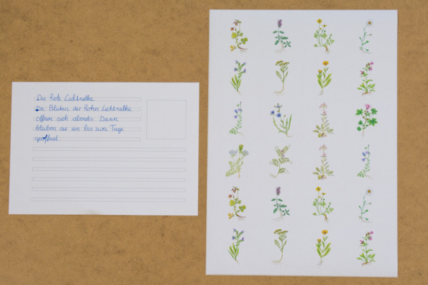abschreibkartei_wiesenblumen_5
