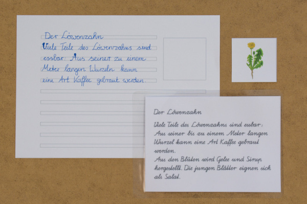 abschreibkartei_wildkraeuter_8