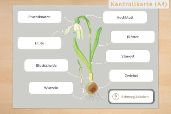 anatomie_fb_4