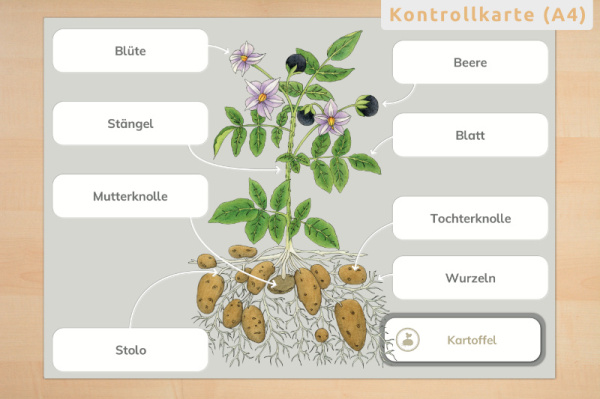 anatomie_kartoffel_print_3