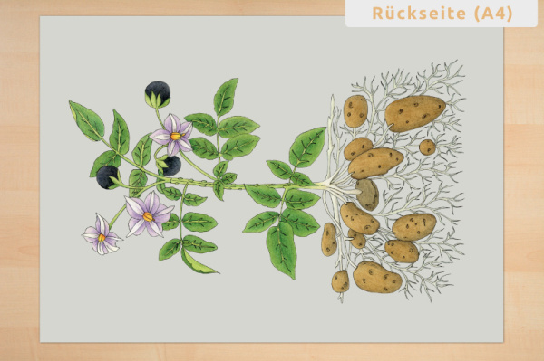 anatomie_kartoffel_print_4