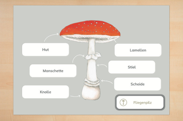 anatomie_pilze_7