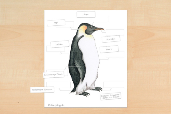 anatomie_pinguin_download_1
