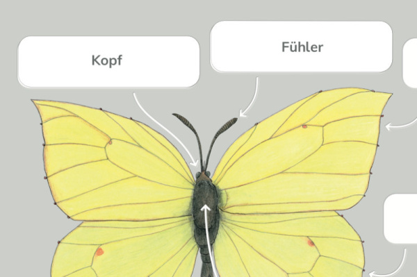 anatomie_schmetterling