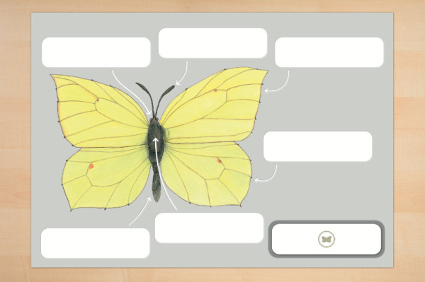 anatomie_schmetterling3
