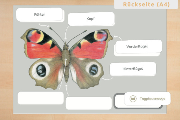anatomie_schmetterling5