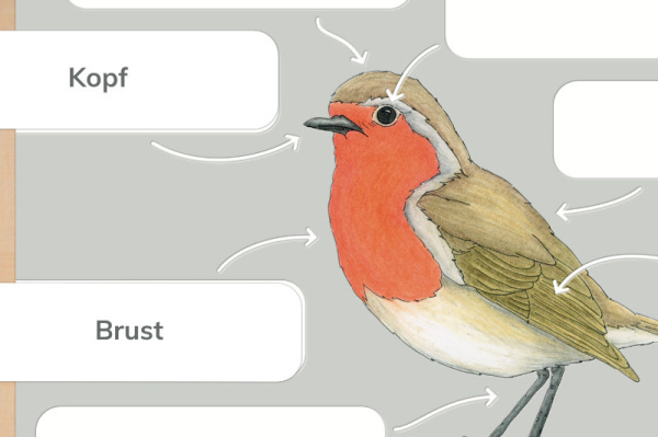 anatomie_vogel1