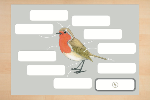 anatomie_vogel3