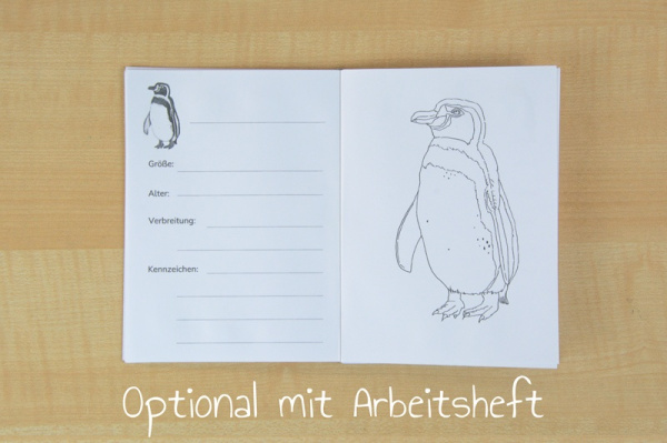 11 Steckbrief Pinguine (2fach differenziert - gedruckt und beschichtet)