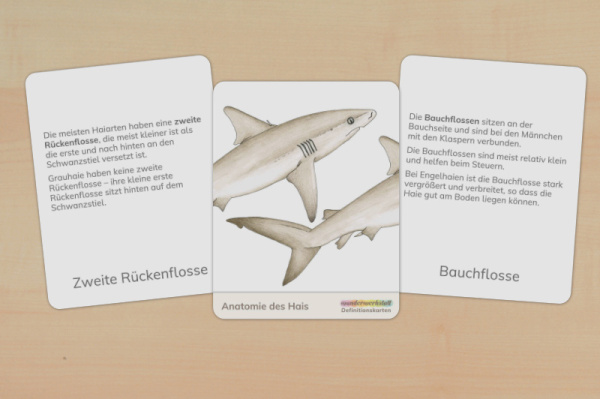 Download-Paket: Haie