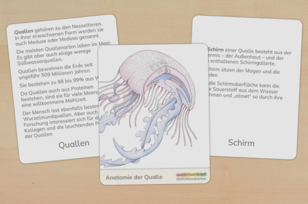 Download-Paket: Quallen