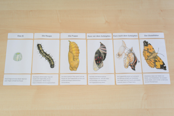 Download-Paket: Heimische Schmetterlinge