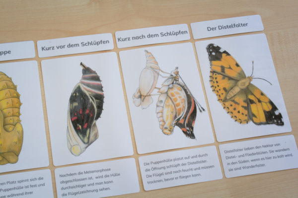 distelfalter_legematerial4