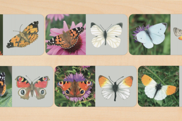 domino_schmetterling_4