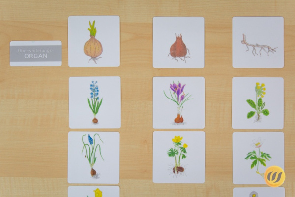 fruehblueher_werkstatt11