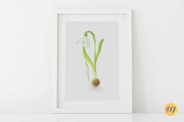 galanthus2