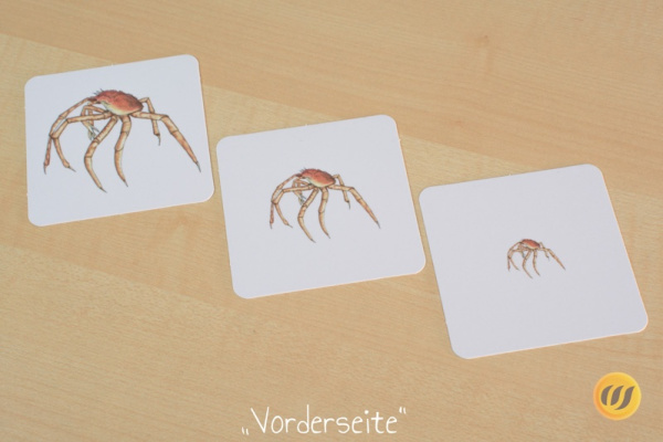 groessen_asien_druck7