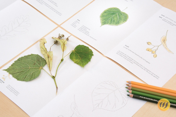 herbarium2