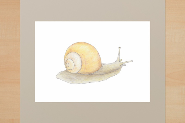 kd_weinbergschnecke