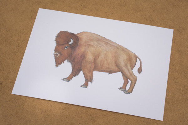 kontikiste_na_bison