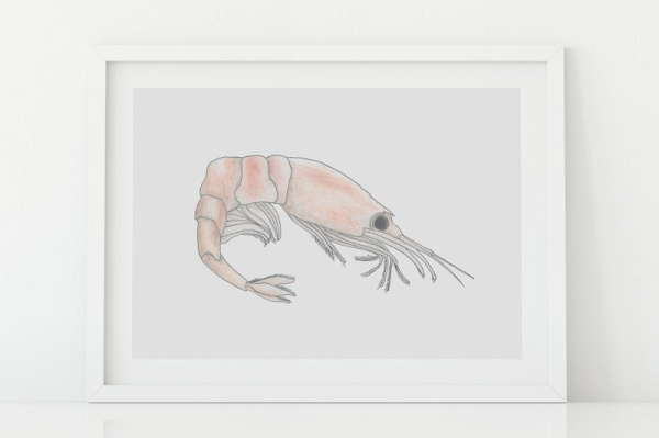 Antarktischer Krill A5
