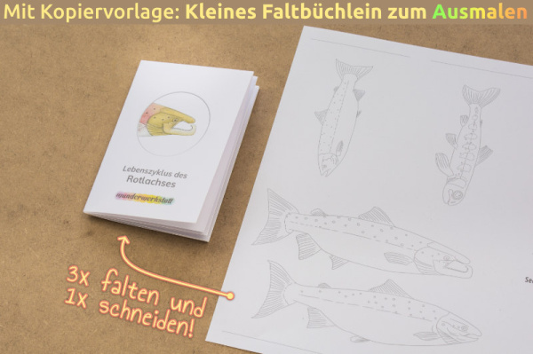 (Deutsch - Profidruck - 2fach differenziert)