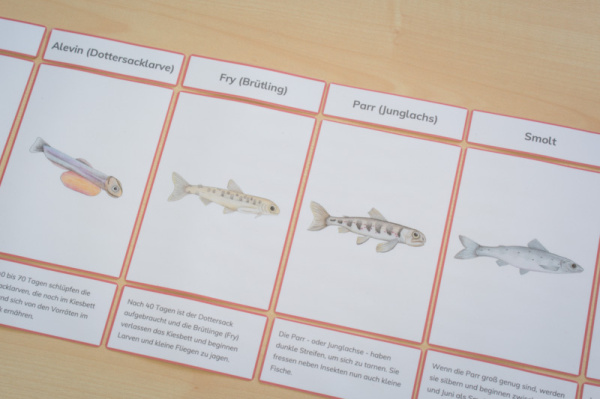 lachs_legematerial_mit2