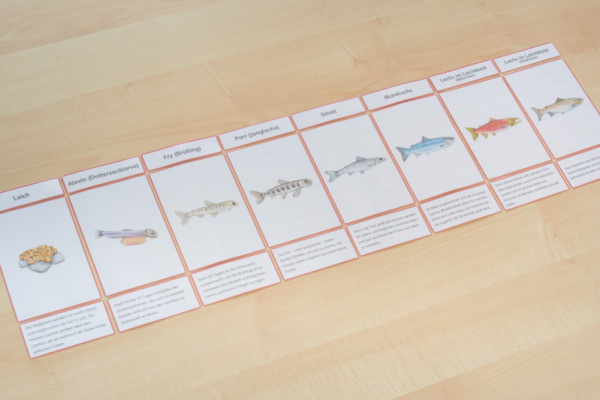 lachs_legematerial_mit5
