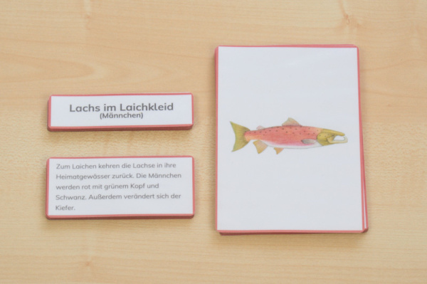 lachs_legematerial_mit6