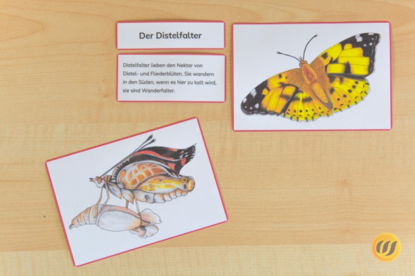 leben_distel_rahmen4