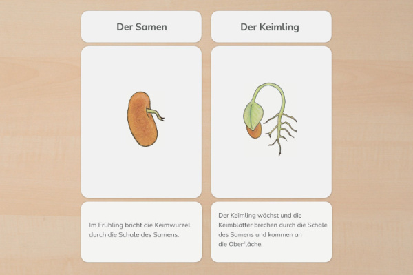 lebenszyklus_bohne_2