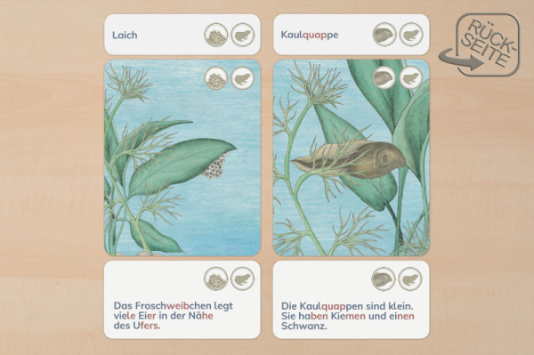 lebenszyklus_frosch_druck_2