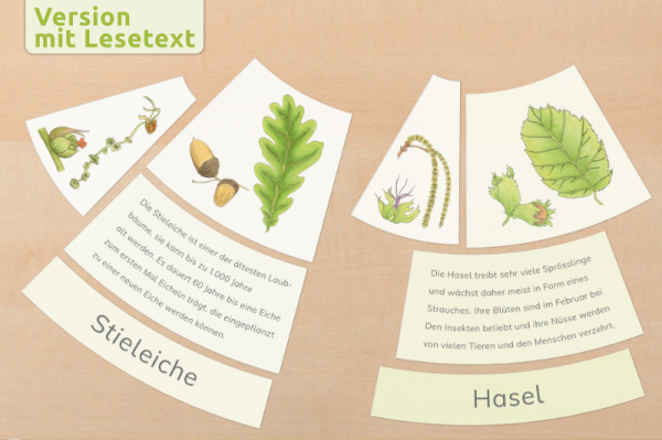 legekreis_laub_textversion3