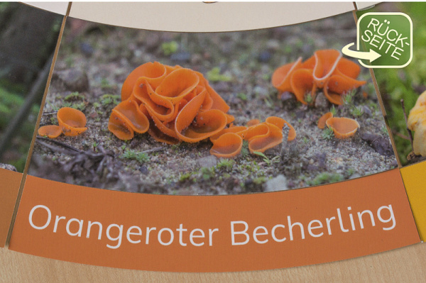 (Profidruck - Deutsch)