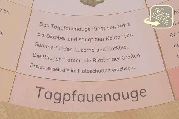 legekreis_schmetterlinge_druck9