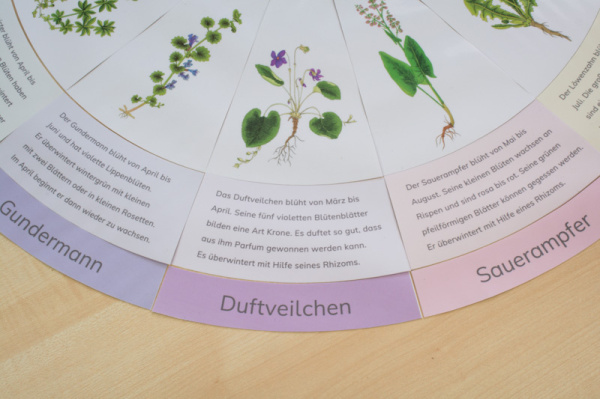 legekreis_wildkraeuter_text_4