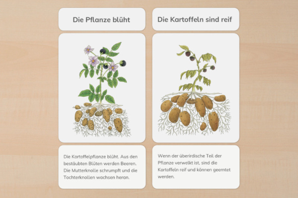 legematerial_kartoffel_leben_2