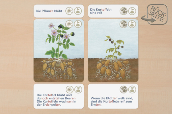 legematerial_kartoffel_leben_3