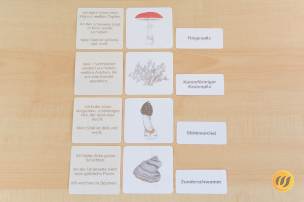 legematerial_pilze5