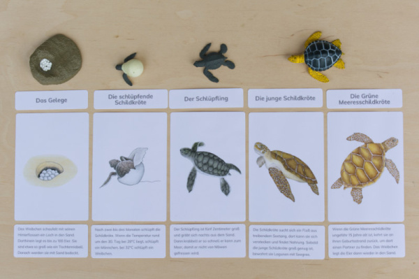 legematerial_schildkroete_3