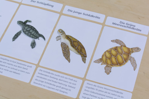 legematerial_schildkroete_5