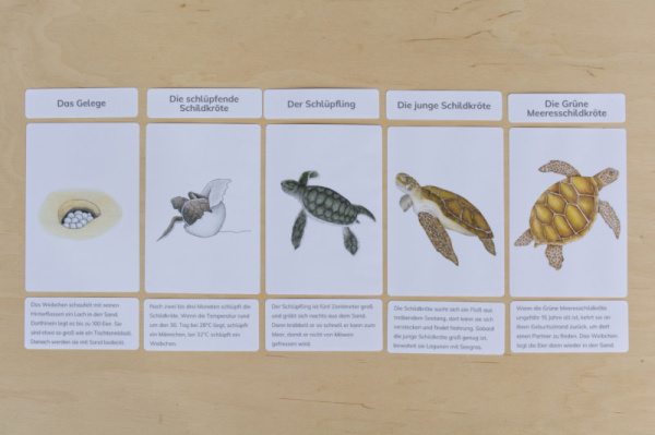 legematerial_schildkroete_7