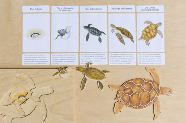 legematerial_schildkroete_9
