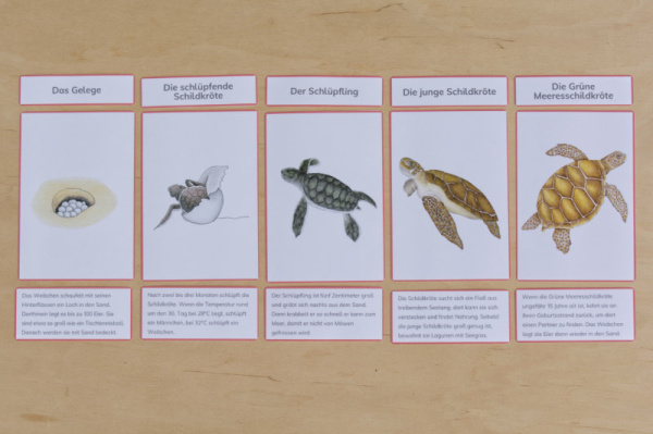 legematerial_schildkroete_rot