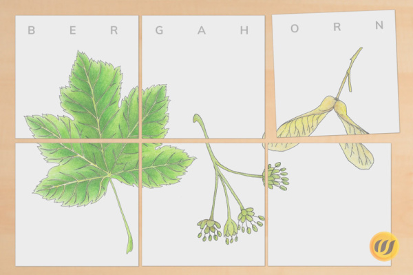 lernpuzzle_laub2