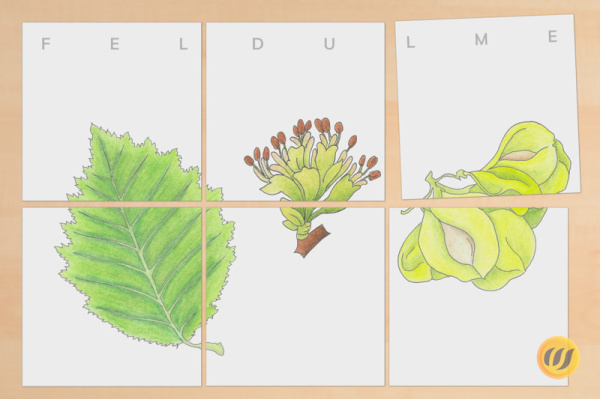 lernpuzzle_laub3