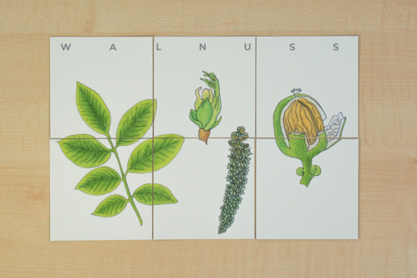 lernpuzzle_laubbaeume3