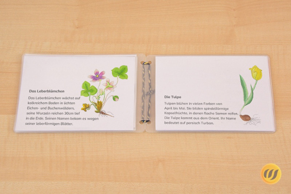 Download-Paket: Frühblüher