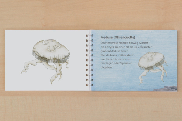 leseheft_leben_ohrenqualle_print_4