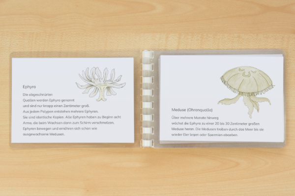 leseheft_ohrenqualle_download_4
